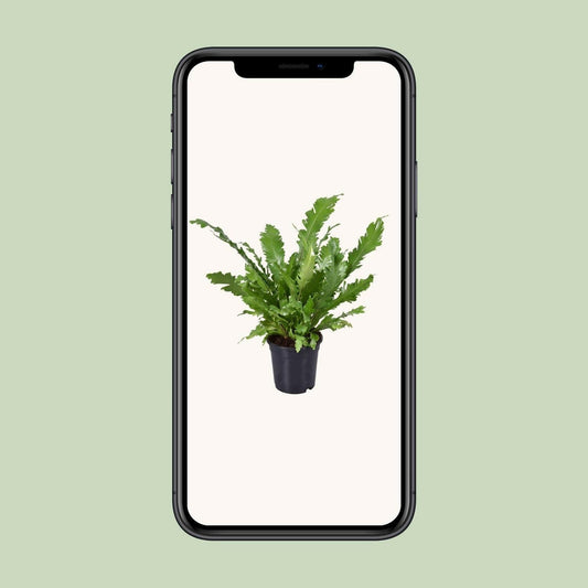 Asplenium Nidus - ↕45cm - Ø17 - Sierplantenshop