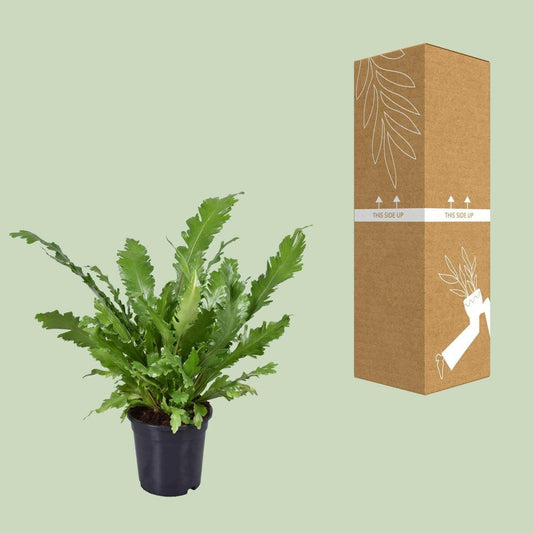 Asplenium Nidus - ↕45cm - Ø17 - Sierplantenshop