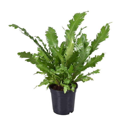 Asplenium Nidus - ↕45cm - Ø17 - Sierplantenshop