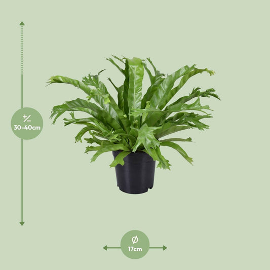 Asplenium Nidus Crissie - Vogelnestvaren - ↕45cm - Ø17 - Sierplantenshop