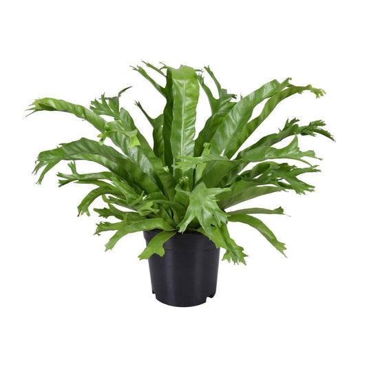 Asplenium Nidus Crissie - Vogelnestvaren - ↕45cm - Ø17 - Sierplantenshop