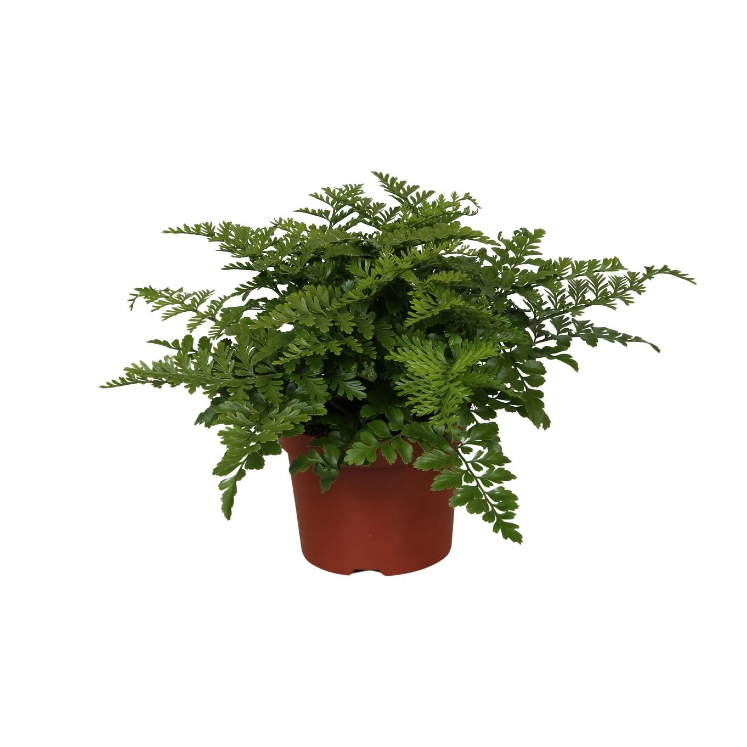 Asplenium Parvati - Ø12cm - ↕25cm - Sierplantenshop