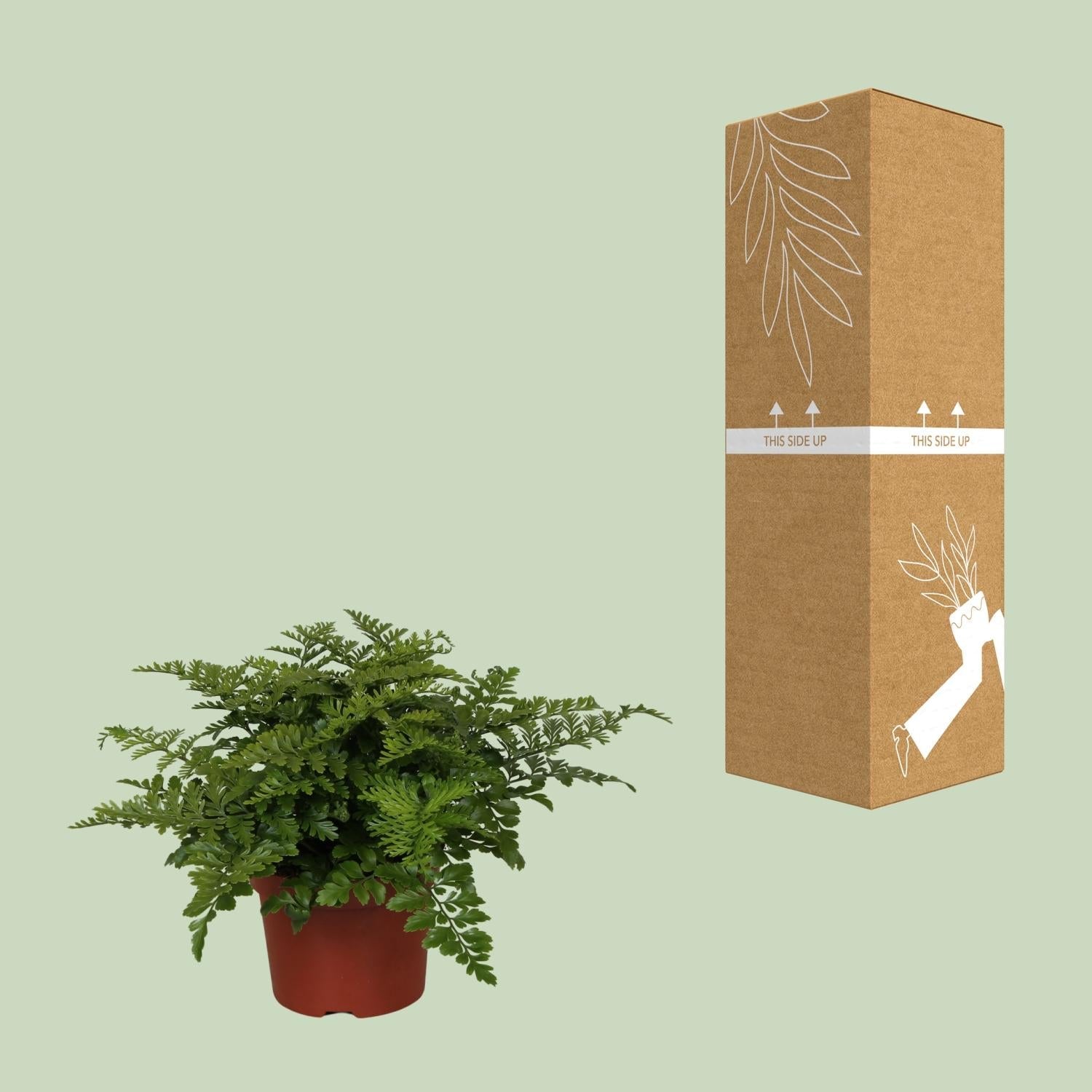 Asplenium Parvati - Ø12cm - ↕25cm - Sierplantenshop