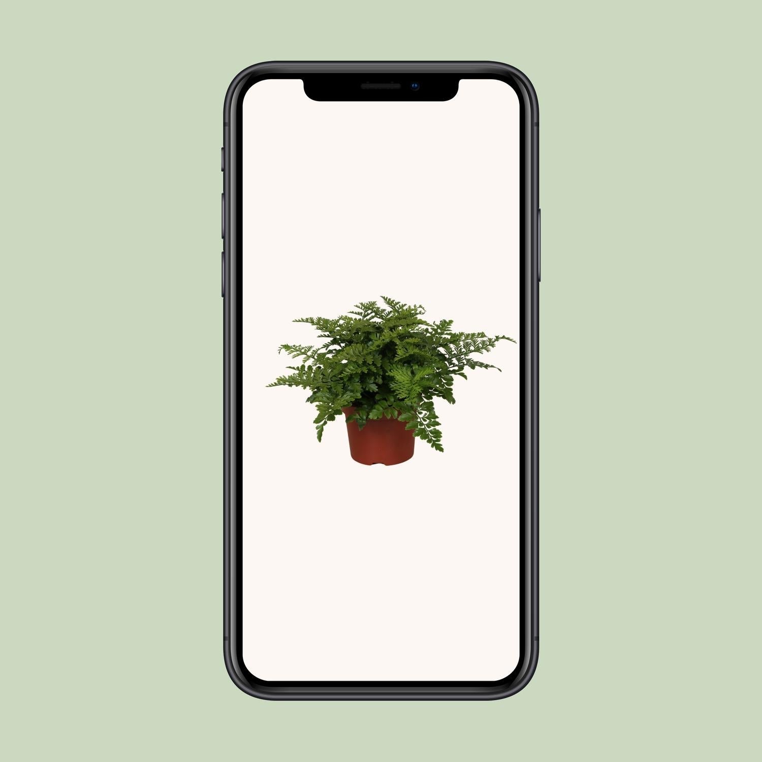 Asplenium Parvati - Ø12cm - ↕25cm - Sierplantenshop