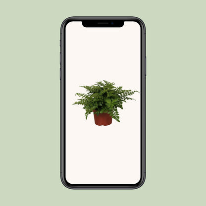 Asplenium Parvati - Ø12cm - ↕25cm - Sierplantenshop
