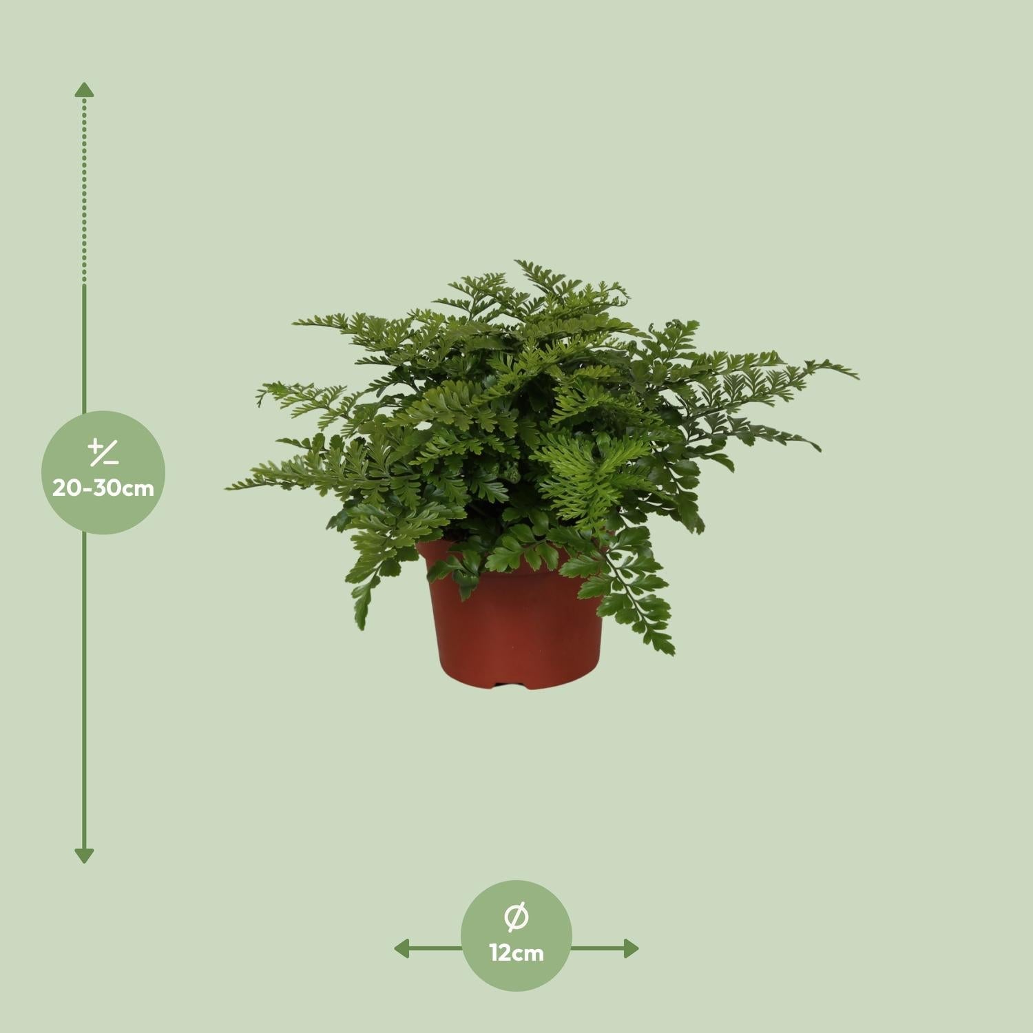 Asplenium Parvati - Ø12cm - ↕25cm - Sierplantenshop