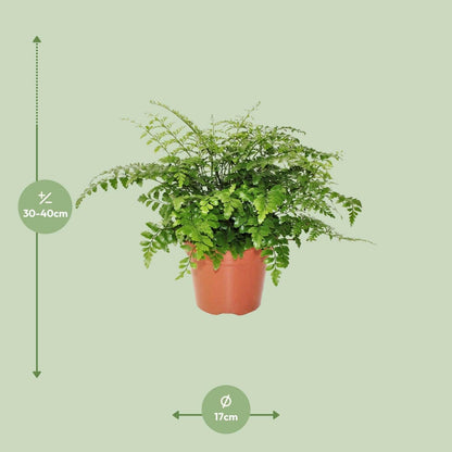 Asplenium Parvati - Spleenwort - ↕30cm - Ø17 - Sierplantenshop
