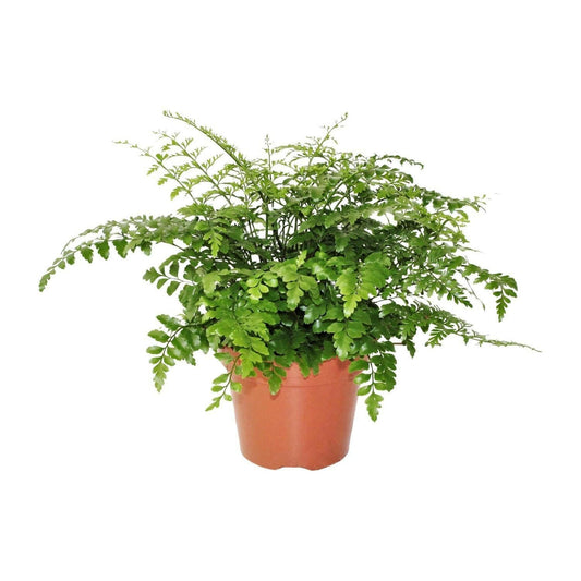 Asplenium Parvati - Spleenwort - ↕30cm - Ø17 - Sierplantenshop