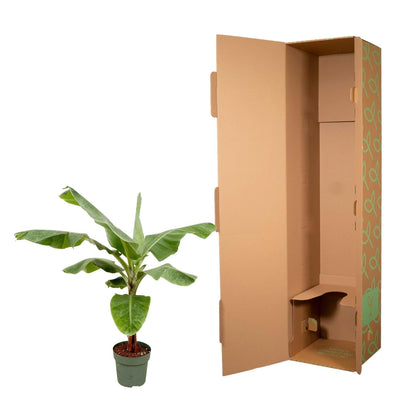 Bananenplant (Musa) - 150cm - Ø30 - Sierplantenshop