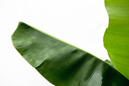 Bananenplant (Musa) - 150cm - Ø30 - Sierplantenshop