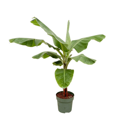 Bananenplant (Musa) - 150cm - Ø30 - Sierplantenshop
