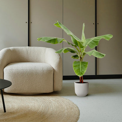 Bananenplant (Musa) - 150cm - Ø30 - Sierplantenshop