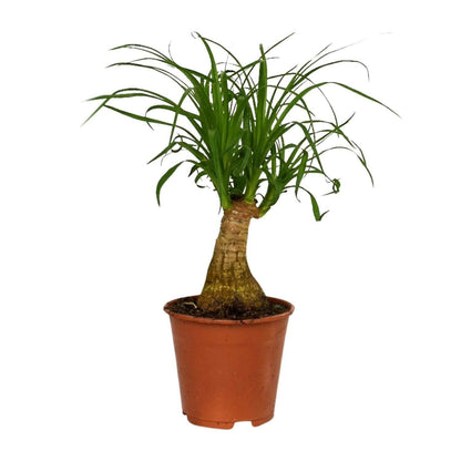 Beaucarnea Nolina - ↕40cm - Ø14 - Sierplantenshop