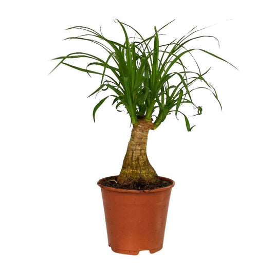 Beaucarnea Nolina - ↕40cm - Ø14 - Sierplantenshop