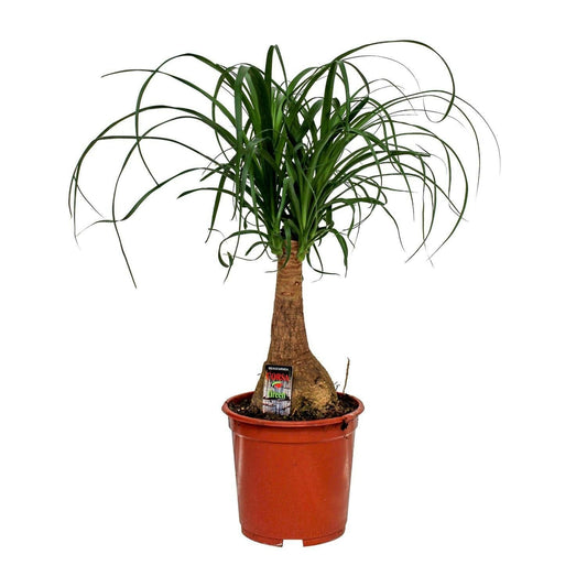 Beaucarnea Nolina - ↕60cm - Ø19 - Sierplantenshop