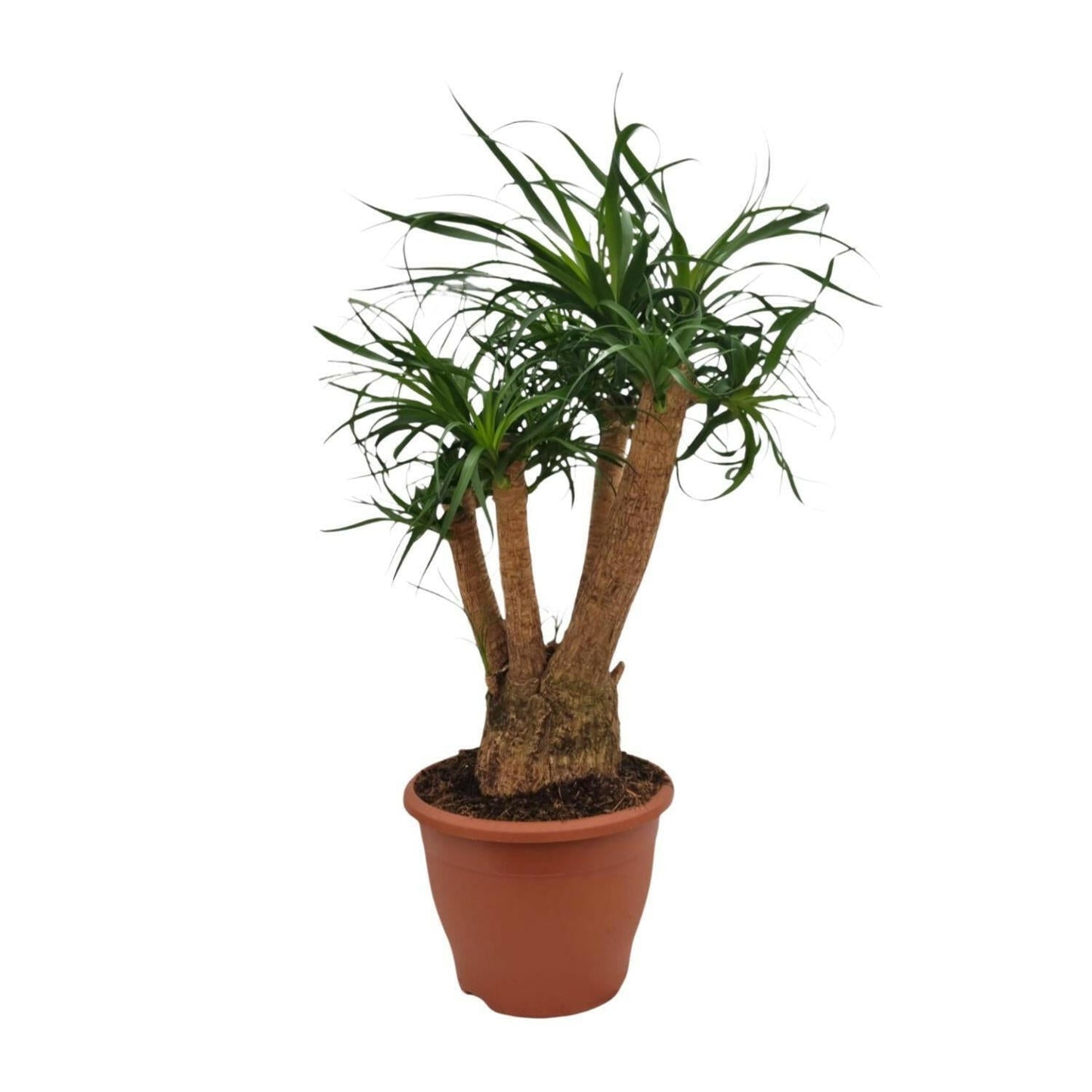 Beaucarnea Nolina - ↕75cm - Ø26 - Sierplantenshop