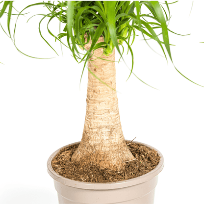 Beaucarnea Recurvata Stam Ø17cm - ↕50cm - Sierplantenshop