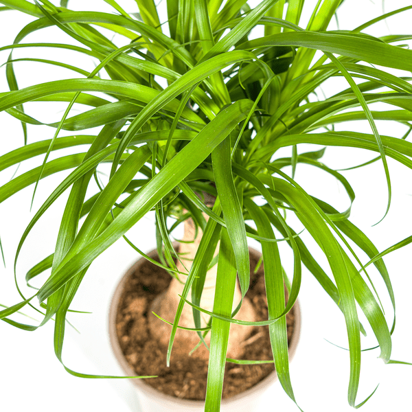 Beaucarnea Recurvata Stam Ø17cm - ↕50cm - Sierplantenshop