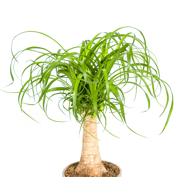 Beaucarnea Recurvata Stam Ø17cm - ↕50cm - Sierplantenshop