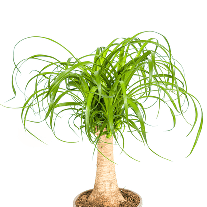 Beaucarnea Recurvata Stam Ø17cm - ↕50cm - Sierplantenshop