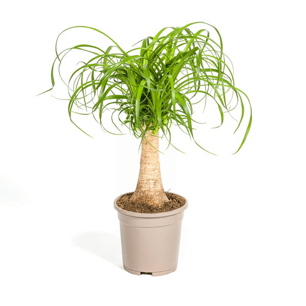 Beaucarnea Recurvata Stam Ø17cm - ↕50cm - Sierplantenshop