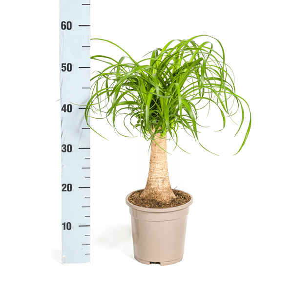 Beaucarnea Recurvata Stam Ø17cm - ↕50cm - Sierplantenshop