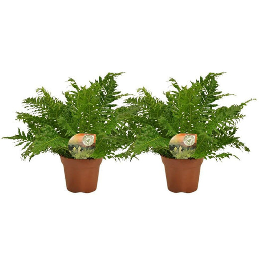 Blechnum Silver Lady - Set van 2 - ↕50cm - Ø17 - Sierplantenshop