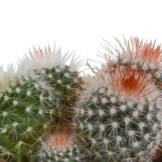 Bolcactus Mix in Witte Pot - 3 Stuks - ↕10 cm - Ø9 - Sierplantenshop