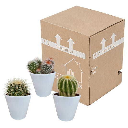 Bolcactus Mix in Witte Pot - 3 Stuks - ↕10 cm - Ø9 - Sierplantenshop