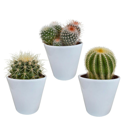 Bolcactus Mix in Witte Pot - 3 Stuks - ↕10 cm - Ø9 - Sierplantenshop