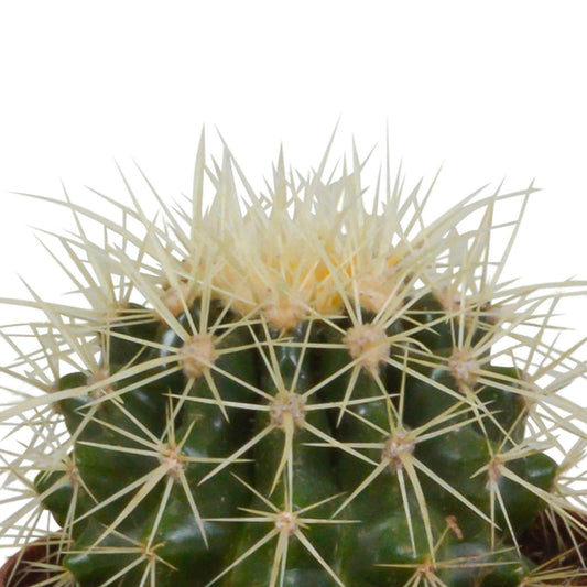 Bolcactus Mix in Witte Pot - 3 Stuks - ↕10 cm - Ø9 - Sierplantenshop