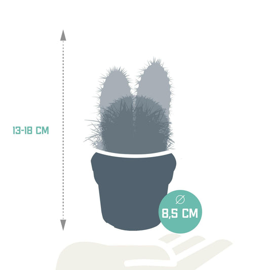 Cactusmix Set van 3 - ↕10 cm - Ø9 - Sierplantenshop