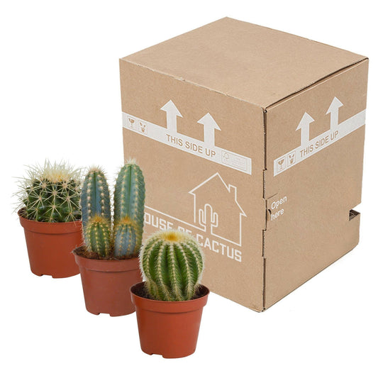 Cactusmix Set van 3 - ↕10 cm - Ø9 - Sierplantenshop