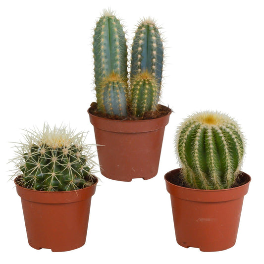 Cactusmix Set van 3 - ↕10 cm - Ø9 - Sierplantenshop