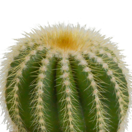 Cactusmix Set van 3 - ↕10 cm - Ø9 - Sierplantenshop