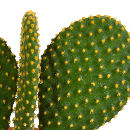 Cactusmix Set van 3 Unieke Cactussen - ↕10 cm - Ø9 - Sierplantenshop