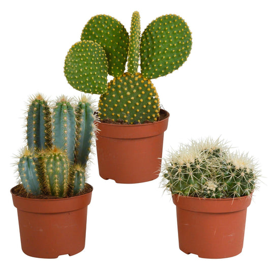 Cactusmix Set van 3 Unieke Cactussen - ↕10 cm - Ø9 - Sierplantenshop