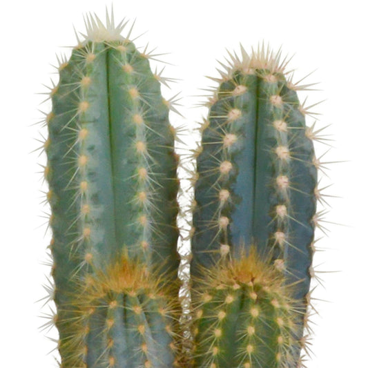 Cactusmix Set van 3 Unieke Cactussen - ↕10 cm - Ø9 - Sierplantenshop