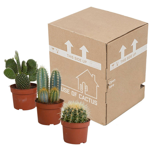 Cactusmix Set van 3 Unieke Cactussen - ↕10 cm - Ø9 - Sierplantenshop