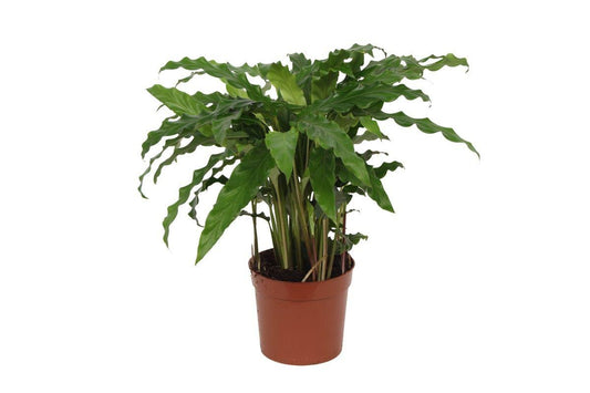 Calathea Bluegrass - ↕40cm - Ø12 - Sierplantenshop