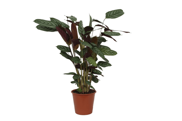 Calathea Compactstar - 80 cm - Ø19cm - Sierplantenshop