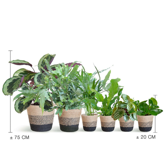 Calathea Diervriendelijke plantenset groot 6 planten inclusief mand - ↕25cm - Ø14 - Sierplantenshop