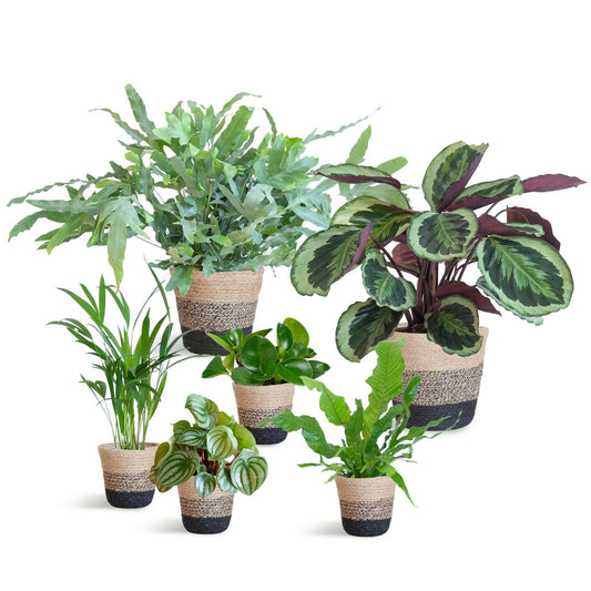 Calathea Diervriendelijke plantenset groot 6 planten inclusief mand - ↕25cm - Ø14 - Sierplantenshop