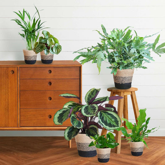 Calathea Diervriendelijke plantenset groot 6 planten inclusief mand - ↕25cm - Ø14 - Sierplantenshop