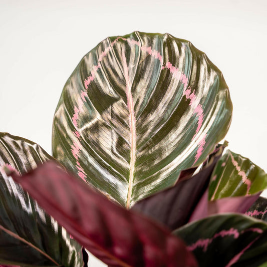 Calathea Dottie set van planten - ↕40cm - Ø14 - Sierplantenshop