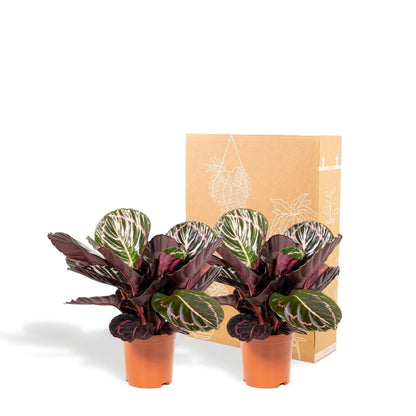 Calathea Dottie set van planten - ↕40cm - Ø14 - Sierplantenshop