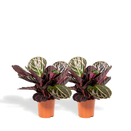 Calathea Dottie set van planten - ↕40cm - Ø14 - Sierplantenshop