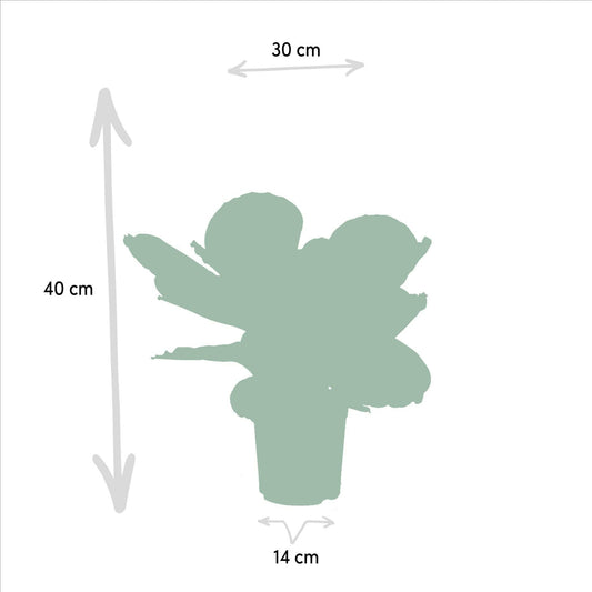 Calathea Dottie set van planten - ↕40cm - Ø14 - Sierplantenshop