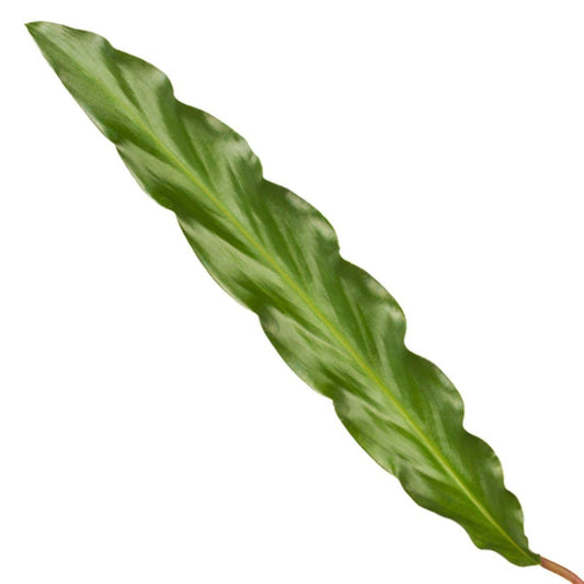 Calathea Elgergrass - ↕40cm - Ø12 - Sierplantenshop