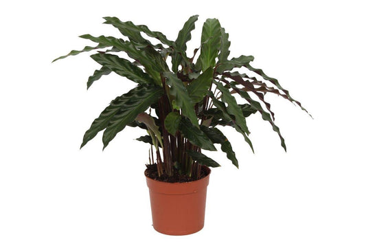 Calathea Elgergrass - ↕40cm - Ø12 - Sierplantenshop